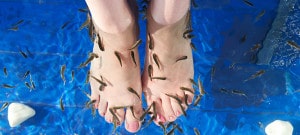 fish pedicure pediluvio pesci